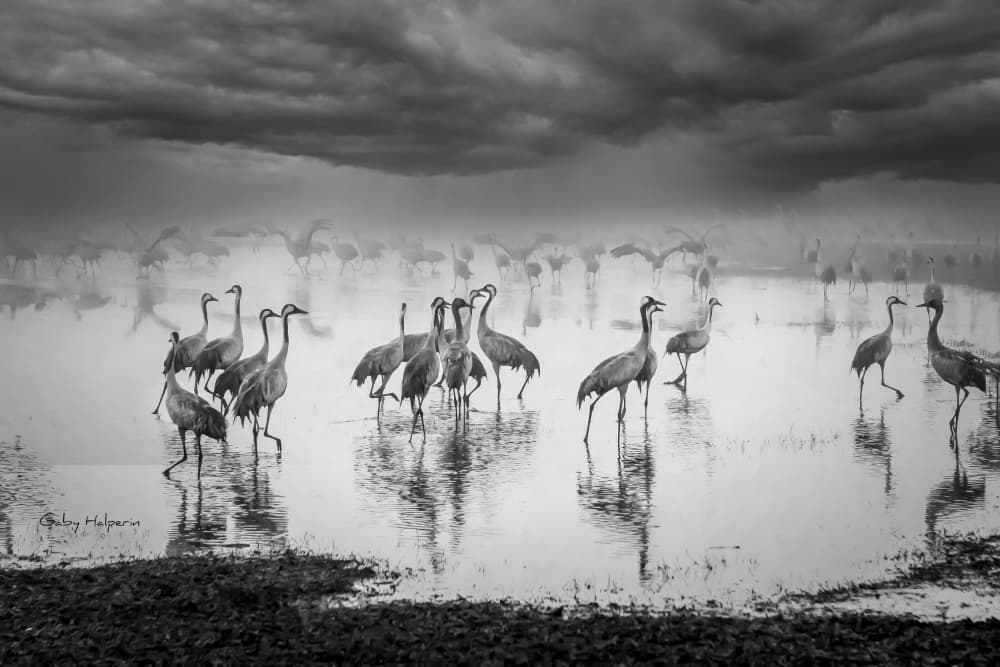 Dramatic Cranes In Water by Gabrielle Halperin — canvas wall art