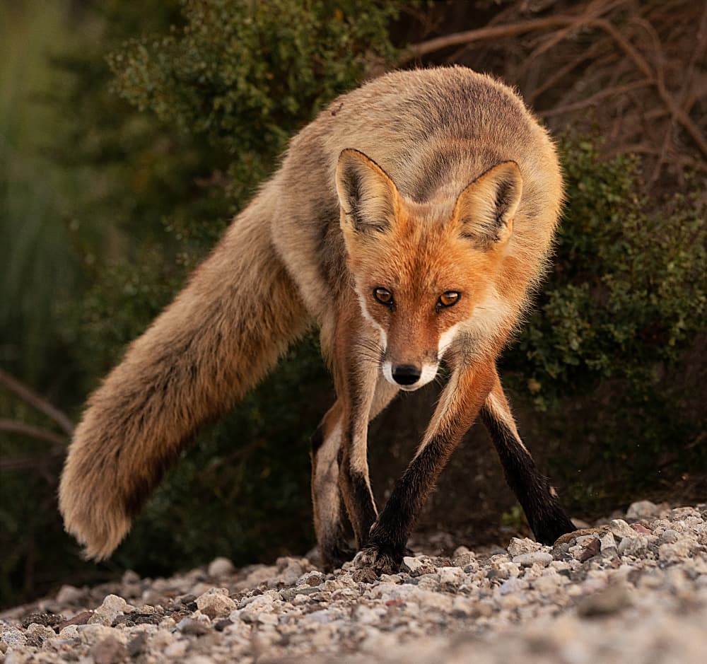 Alert Red Fox by DonnaHom APA — canvas wall art