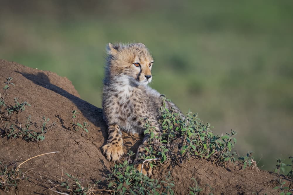 Curious Cheetah Cub by Jeffrey C. Sink — canvas wall art