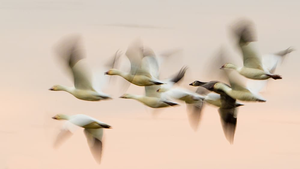 Snow Geese Flight by Ben Li — canvas wall art