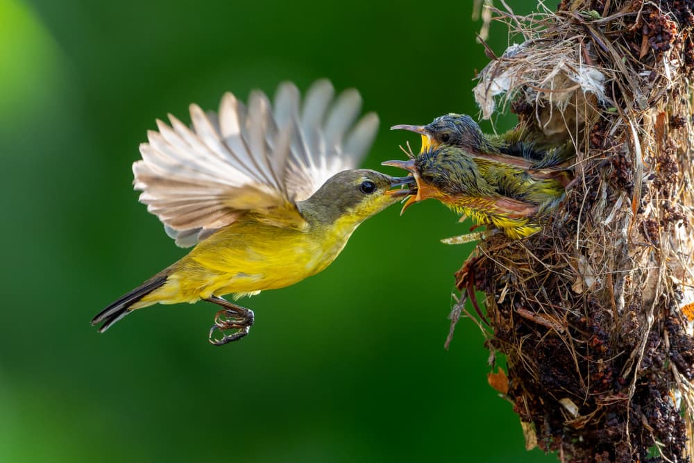 Parent Bird Feeding Chicks by HuongHoang — canvas wall art