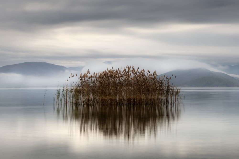 Misty Lake Reeds by George Digalakis — canvas wall art