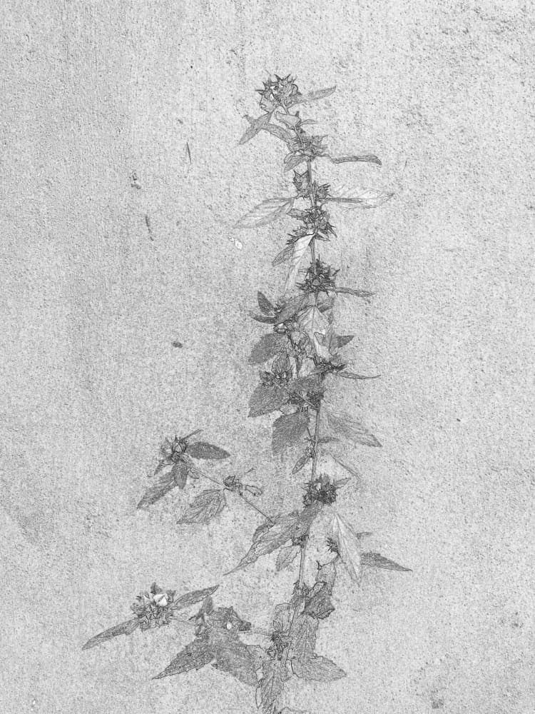 Wild Wall Growth by Santhosh ch — canvas wall art