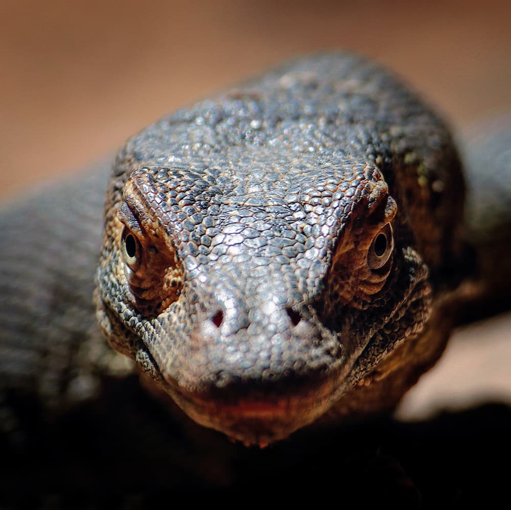 Intense Lizard Gaze by Zina Heg — canvas wall art