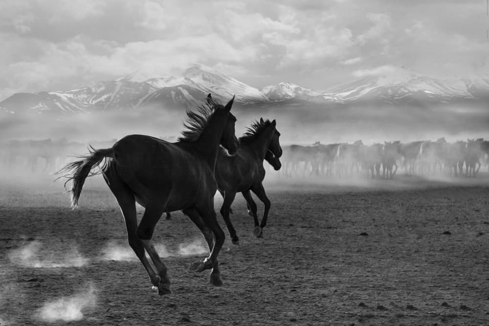 Wild Horses Gallop by Emine Basa — canvas wall art