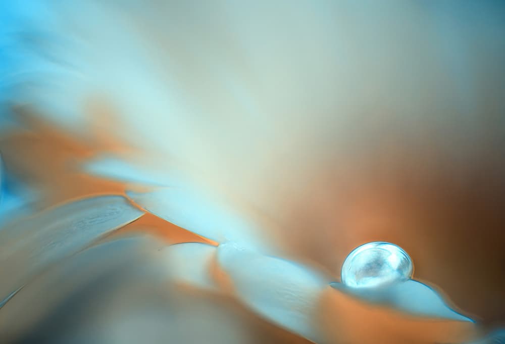 Dreamy Water Droplet by Ylva Sjögren — canvas wall art