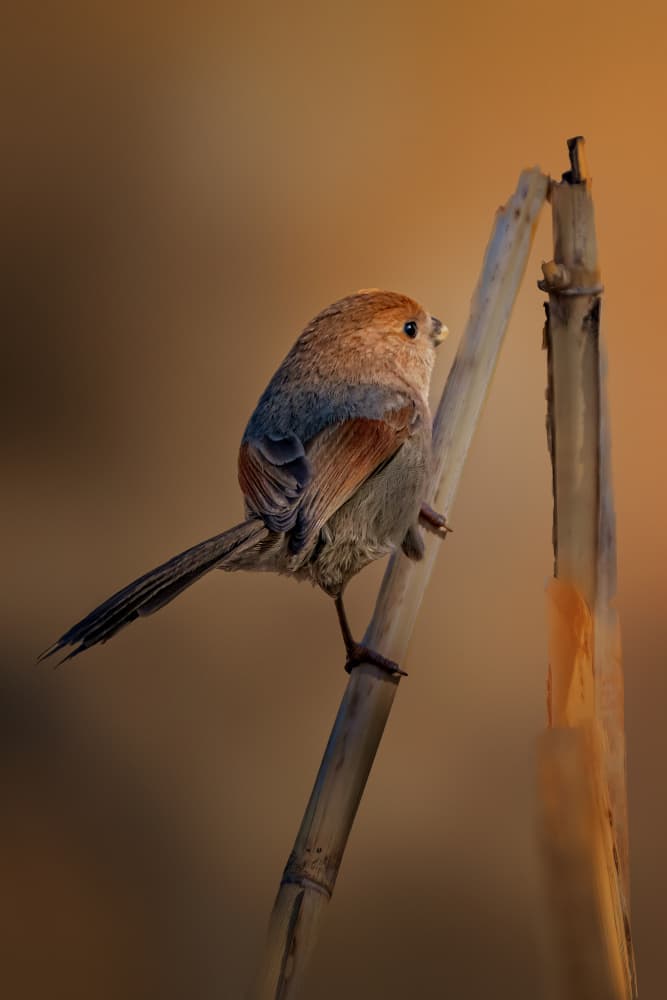 Delicate Bird Perch by Jacob (Jian) Xu — canvas wall art
