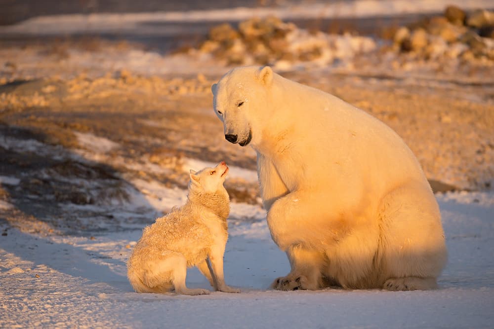 Curious Arctic Companions by Marco Pozzi — canvas wall art