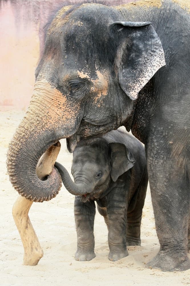 Mother Baby Elephant Love by Antje Wenner-Braun — canvas wall art
