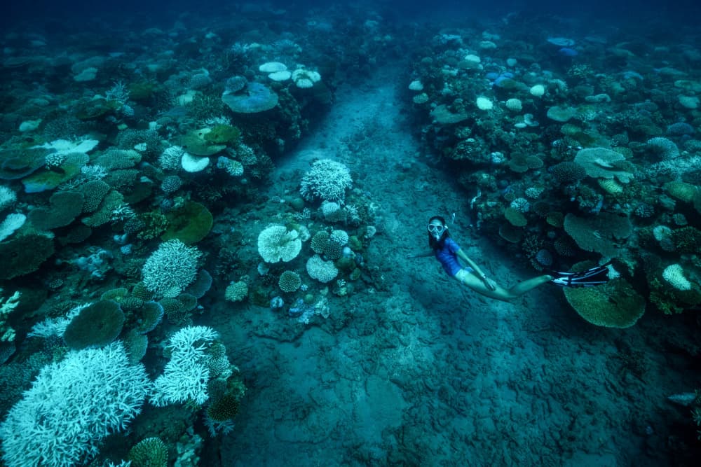 Underwater Coral Explorer by Serge Melesan — canvas wall art