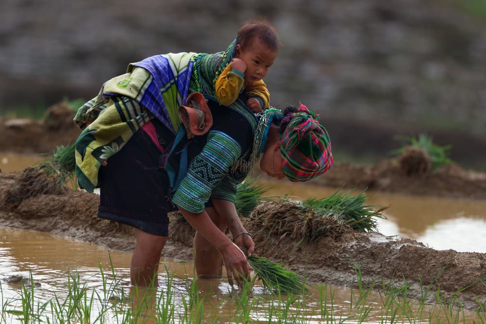 Rural Mother Planting Rice by Phat Dao Tan — canvas wall art