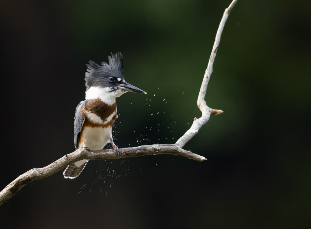 Crested Kingfisher Perched by Eugene Zhu — canvas wall art