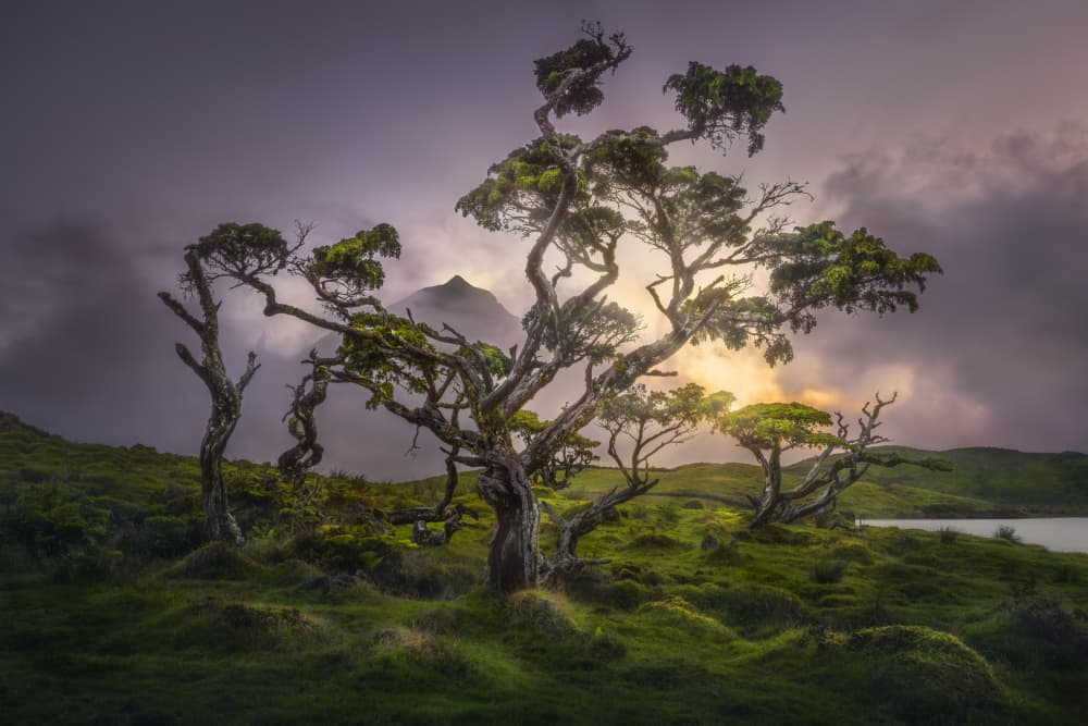 Gnarled Trees Golden Light by Sabine Weise — canvas wall art