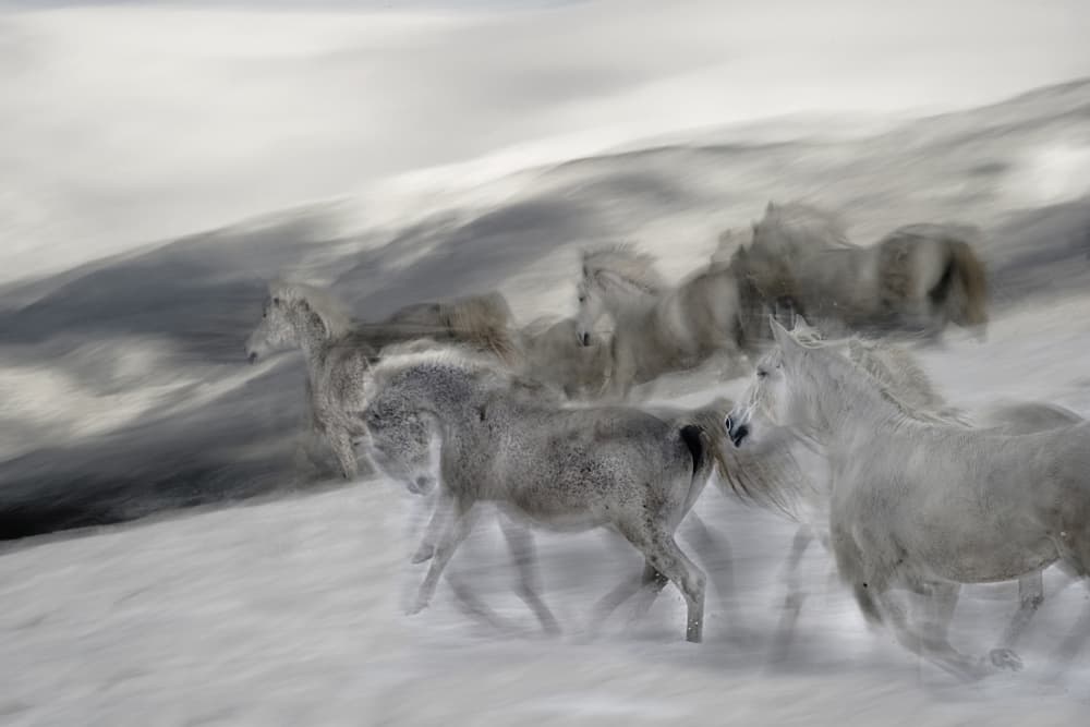 White Horses in Motion by Milan Malovrh — canvas wall art