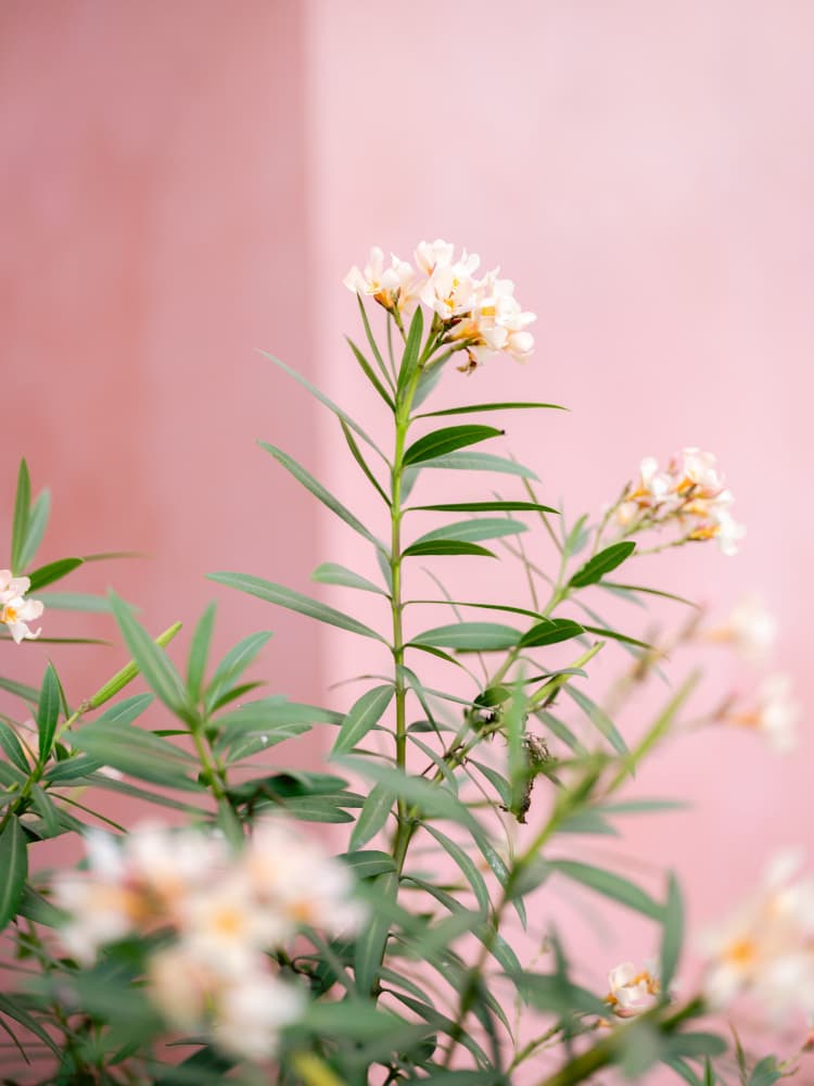 Soft greens and Pink | Botanical Oaxaca Mexico by Raisa Zwart — canvas wall art