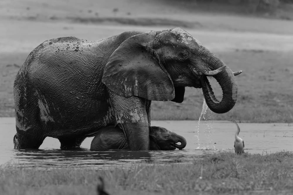 Elephant Family Bath by Cheng Chang — canvas wall art