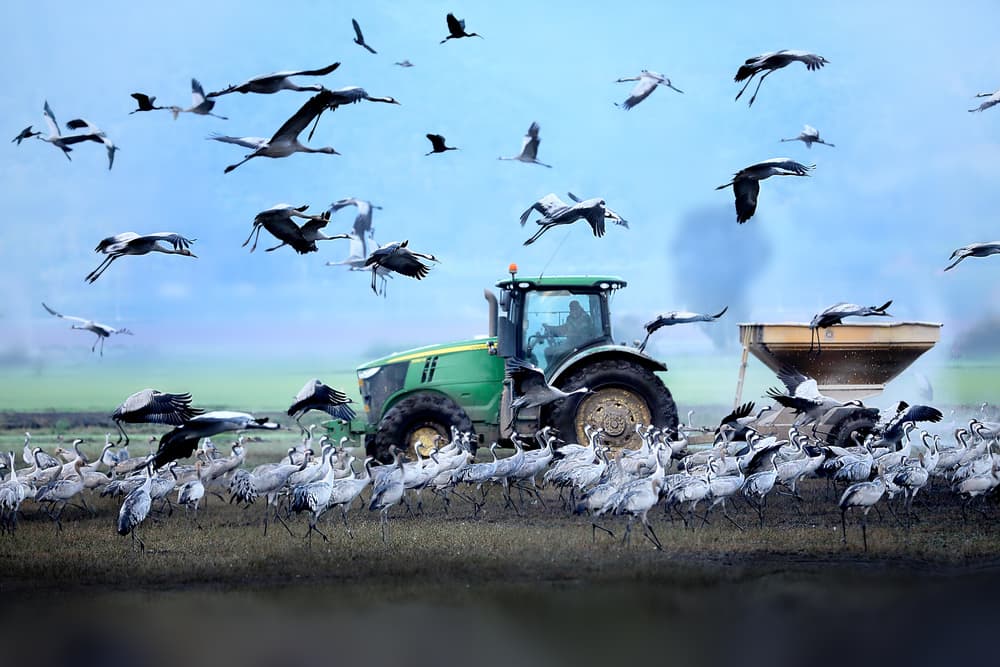 Majestic Cranes Over Farmland by AYMAN KHRBAWE — canvas wall art
