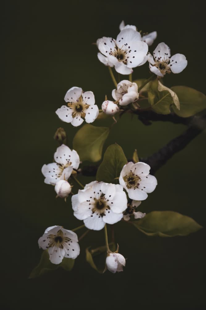 Delicate White Blossoms by Stephanie Klatt — canvas wall art