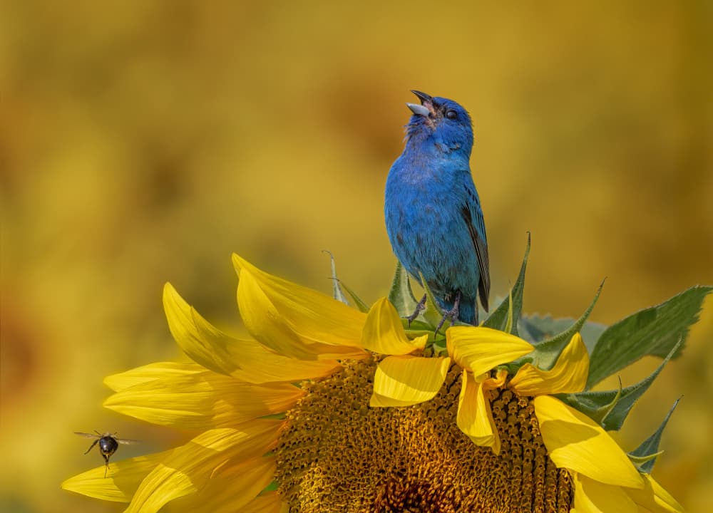 Singing Blue Bird Sunflower by Molly Fu APA — canvas wall art