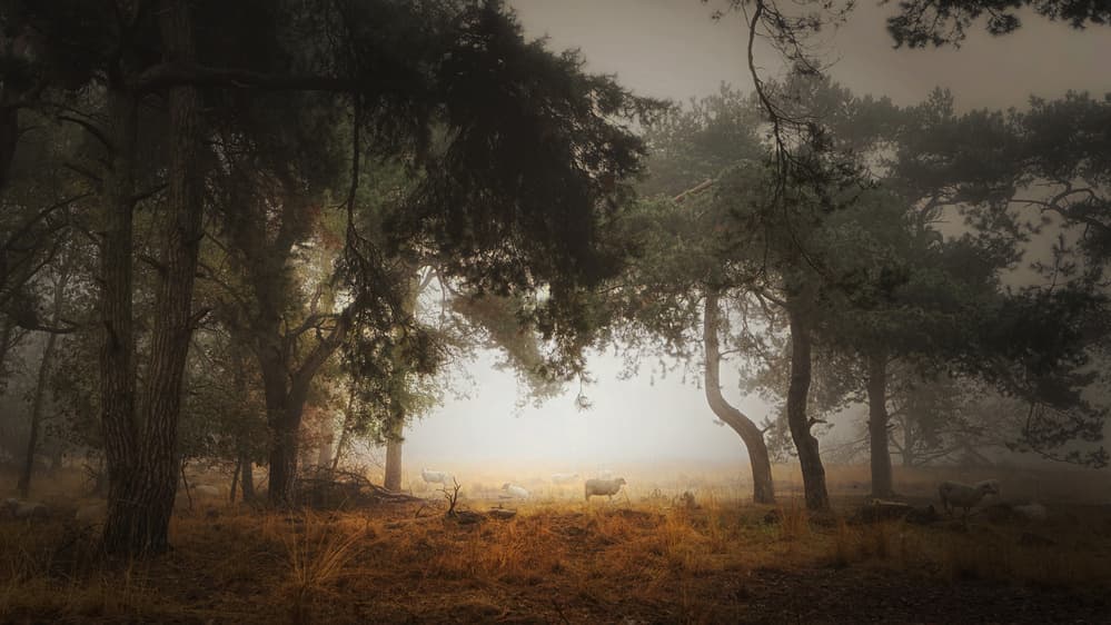 Sheep in Misty Woods by Saskia Dingemans — canvas wall art