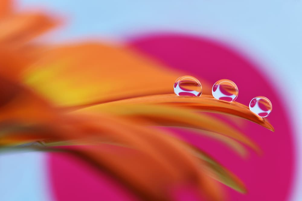 Orange Petal Water Drops by Heidi Westum — canvas wall art