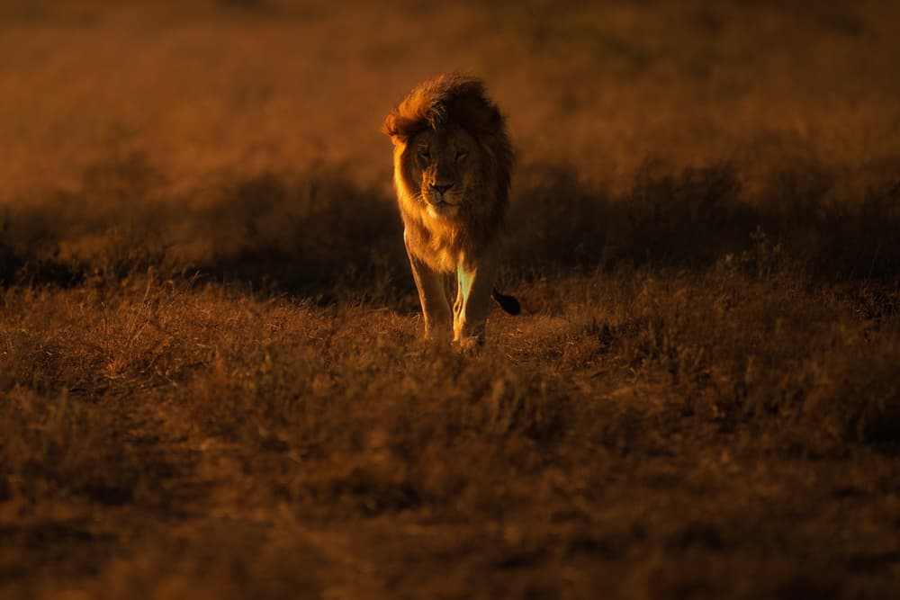 Lion in Golden Light by Mohammed Alnaser — canvas wall art
