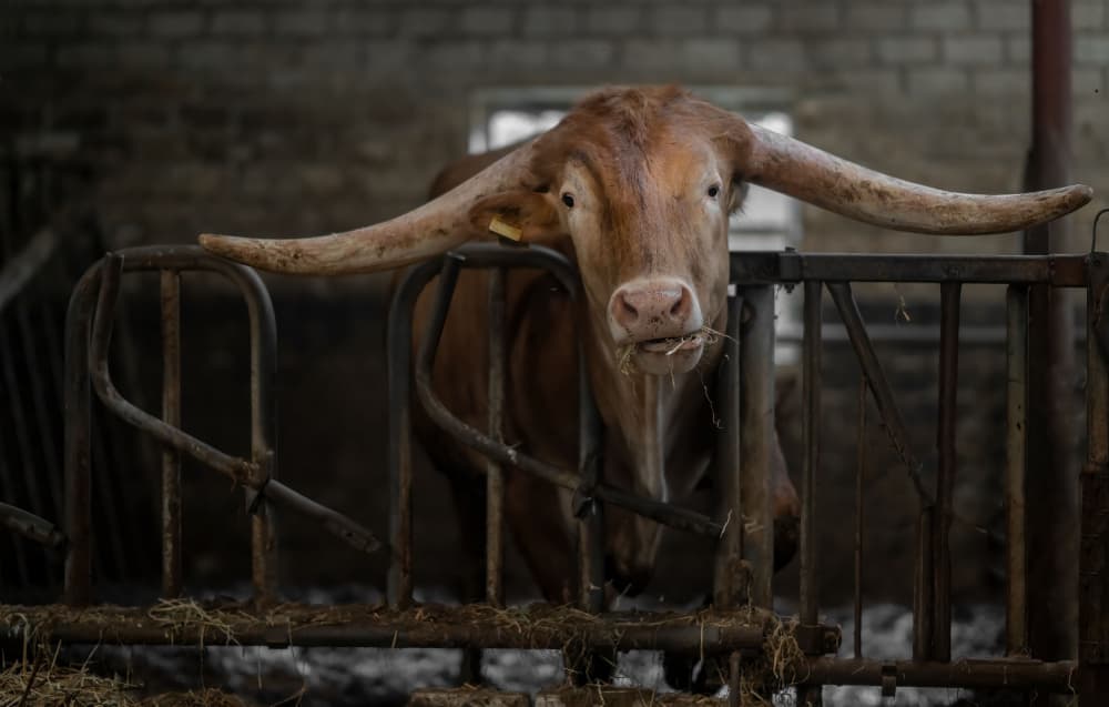 Curious Barn Longhorn by Gert van den Bosch — canvas wall art