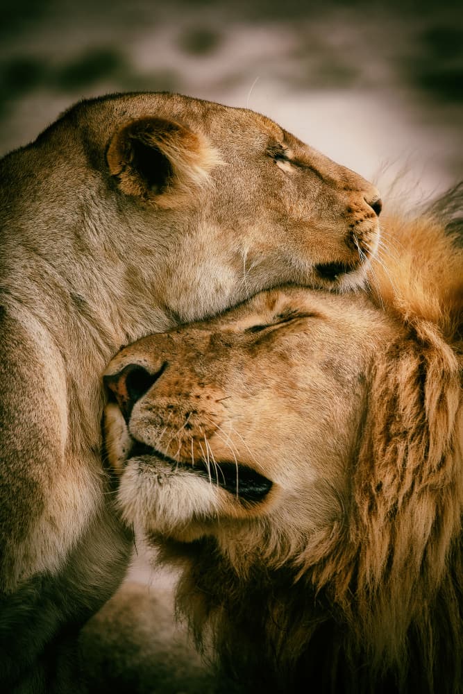 Loving Lion Embrace by Mohammed Alnaser — canvas wall art