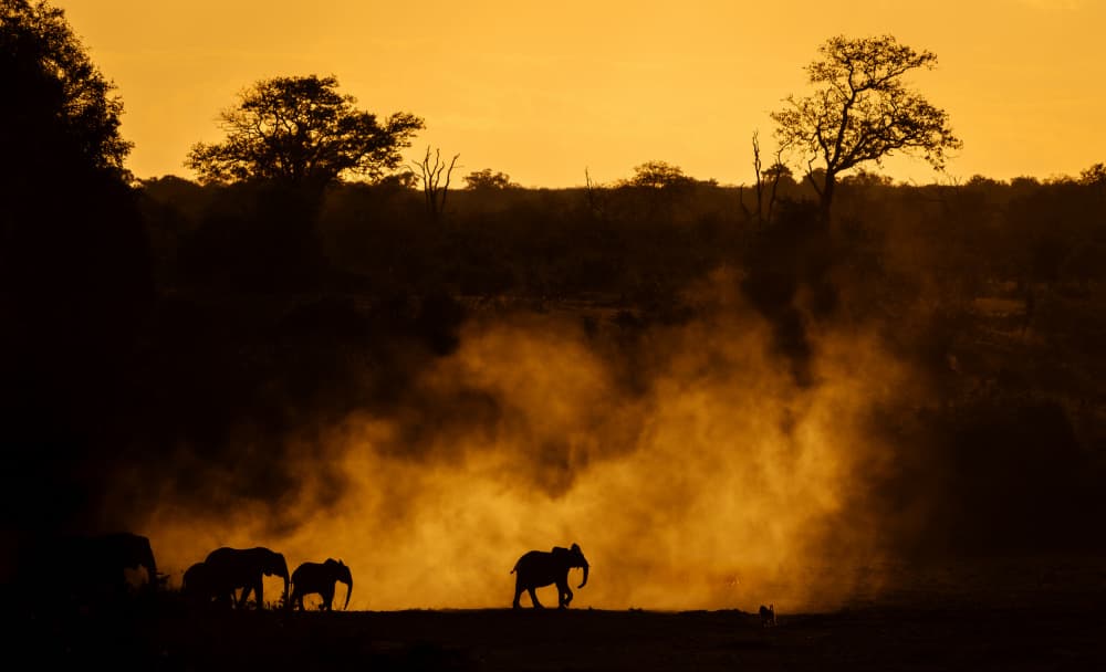 African Sunset Elephants by Shawn Orbe — canvas wall art