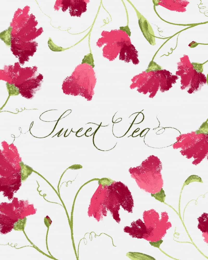 Sweet Pea Blooms by Sonia Pal — canvas wall art
