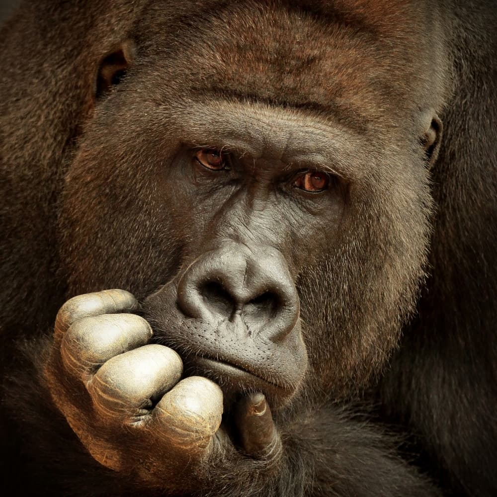 Pensive Gorilla by Antje Wenner-Braun — canvas wall art
