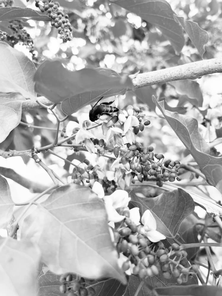 Monochrome Bee on Bloom by Santhosh ch — canvas wall art