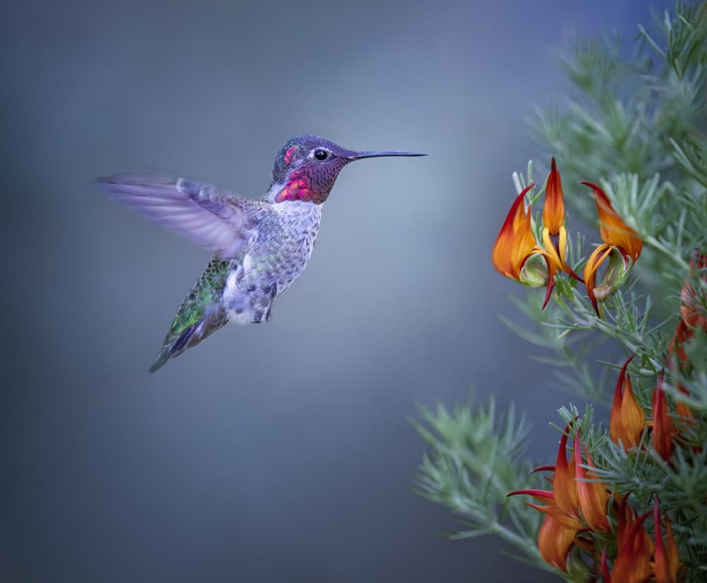 Hummingbird and Vibrant Bloom by Xiaojian Huang — canvas wall art