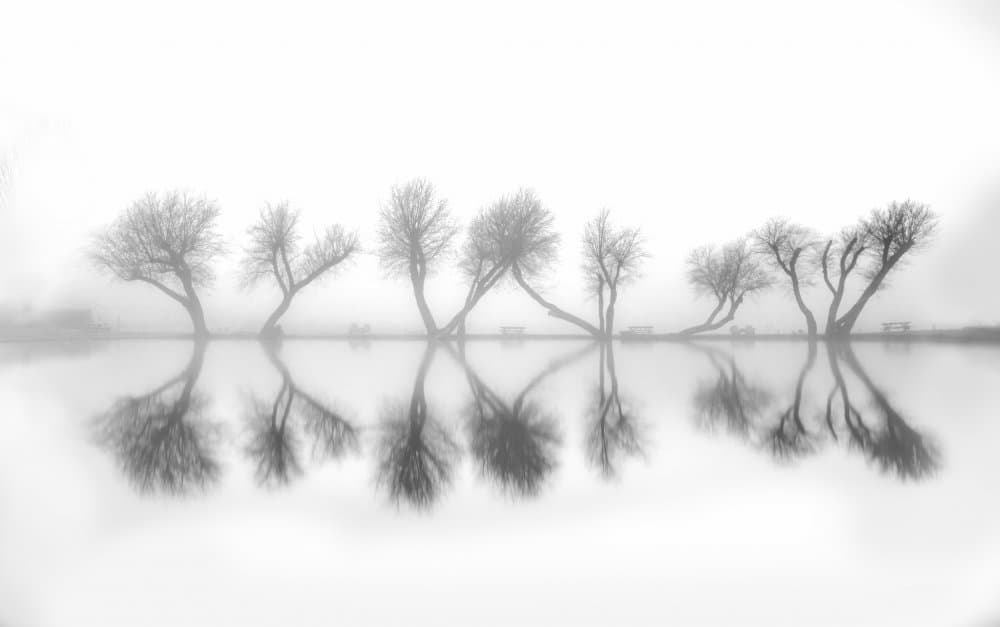 Misty Tree Reflections by Jenny Qiu — canvas wall art