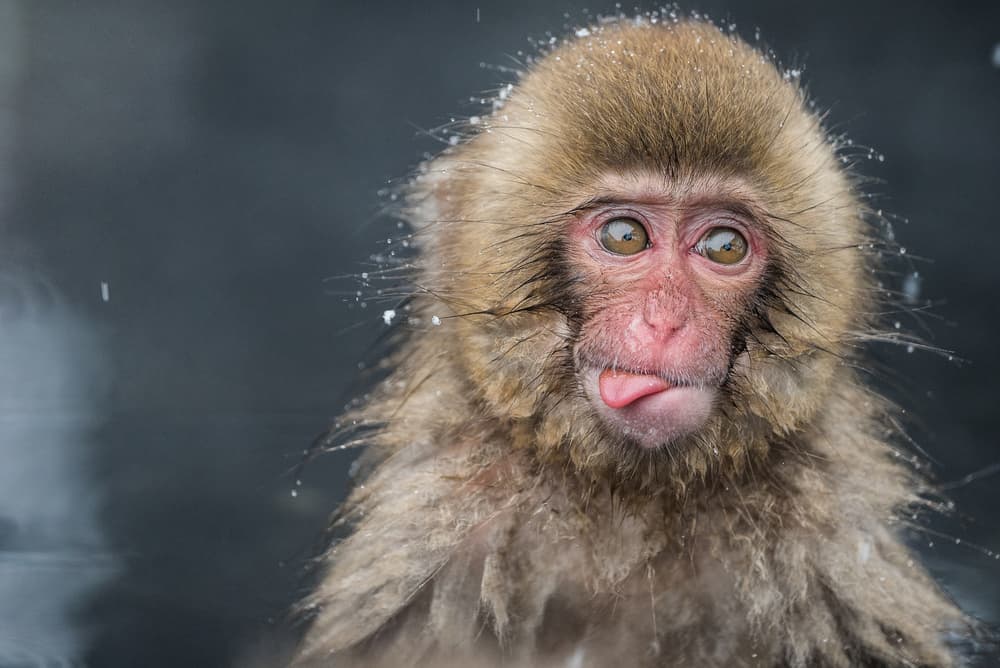 Playful Snow Monkey by Takeshi Marumoto — canvas wall art