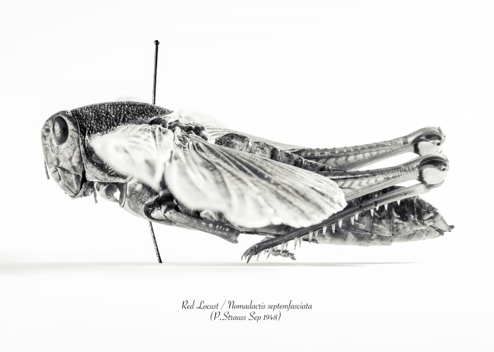 Red Locust Specimen by Johan Botha "Sabie" — canvas wall art