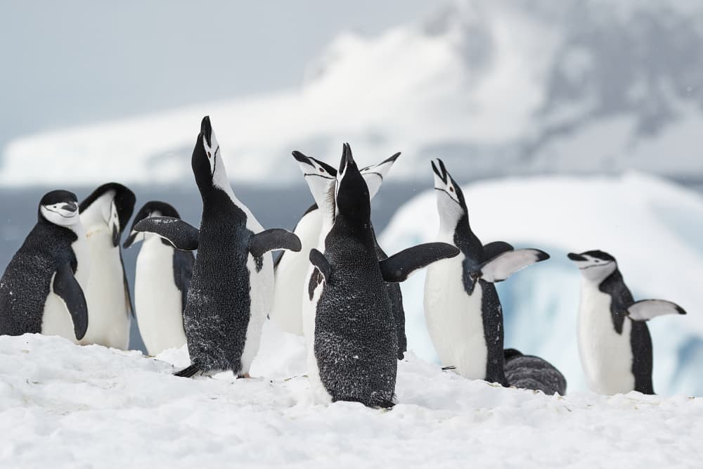 Chinstrap Penguins Calling by Wiolett — canvas wall art