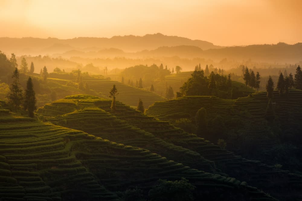 Golden Hour Terraces by Yezimao — canvas wall art