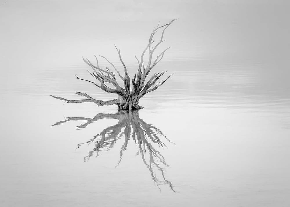 Tranquil Tree Reflection by Susan Moss — canvas wall art