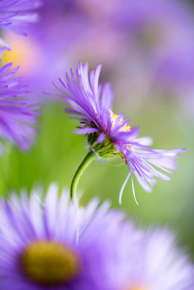 Vibrant Purple Asters by Dusan Ljubicic — canvas wall art