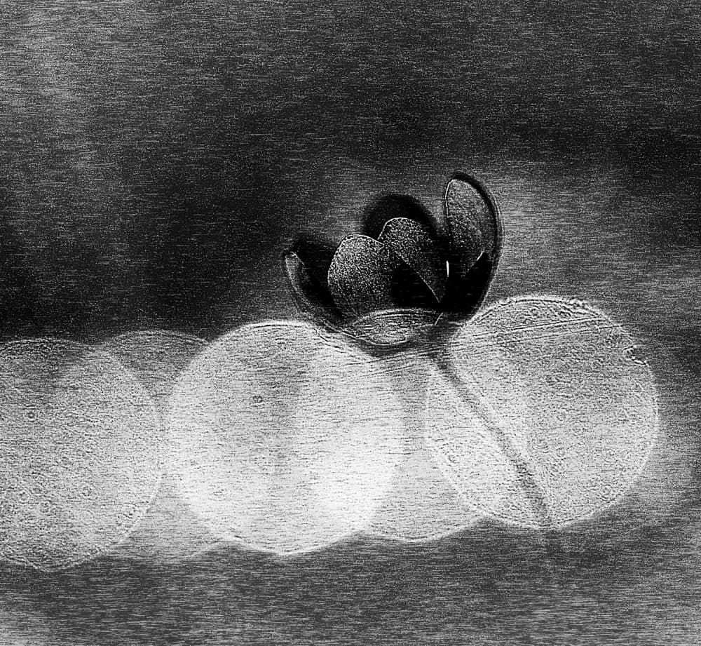 Elegant Dark Bloom by Ylva Sjögren — canvas wall art