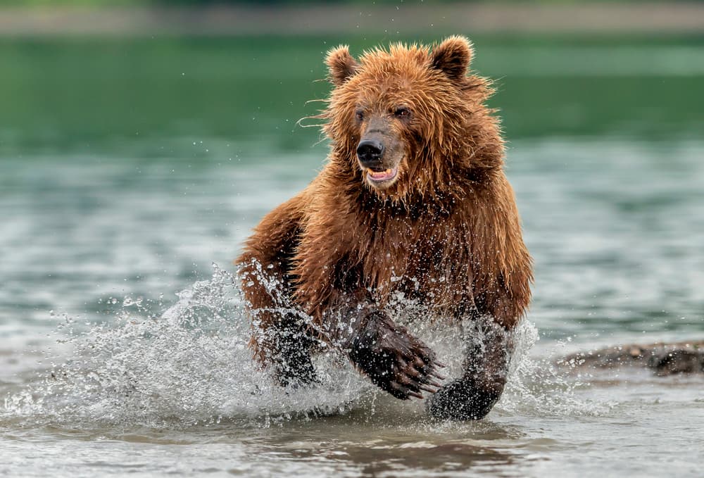 Running Brown Bear by Giuseppe DAmico — canvas wall art