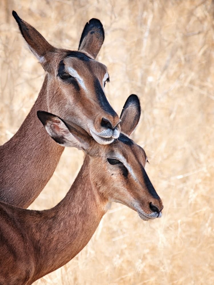 Gentle Impala Embrace by Mathilde Guillemot — canvas wall art