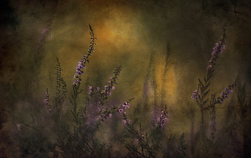 Dreamy Purple Heather by Jan van der Linden — canvas wall art