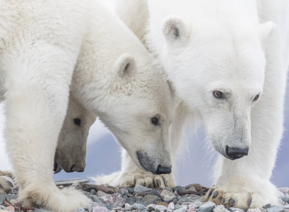 Curious Arctic Bears by Manish Nagpal — canvas wall art