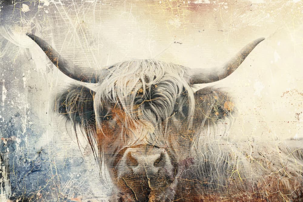 Shaggy Highland Cow Portrait by Rafal Kulik — canvas wall art