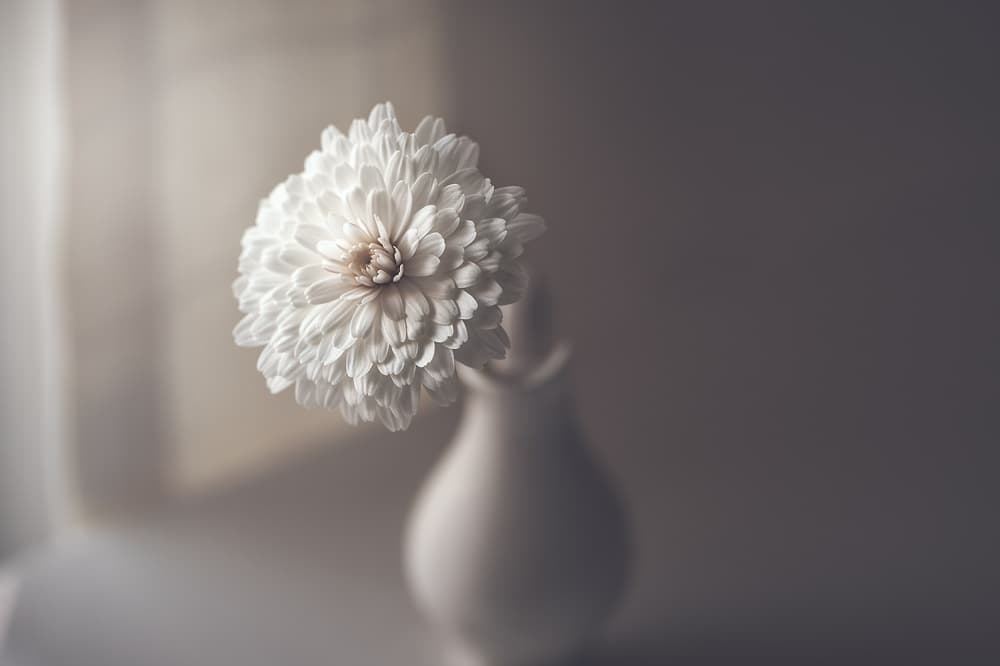 White Flower Still Life by José Antonio Sánchez — canvas wall art