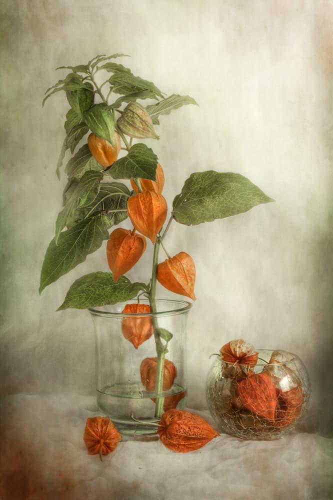 Lanterns by Mandy Disher — canvas wall art