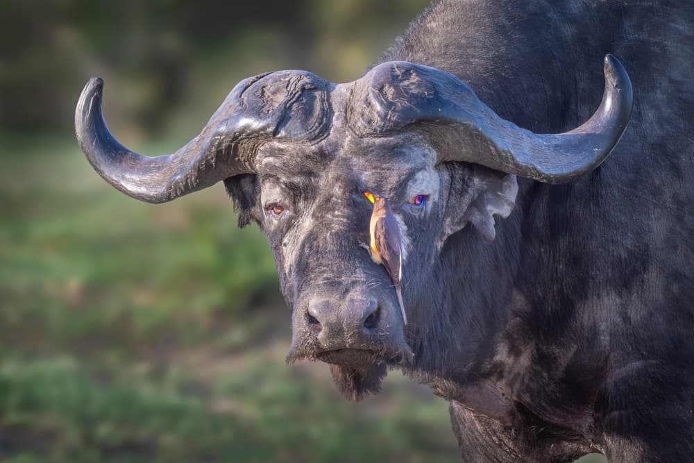 African Buffalo And Bird by Jeffrey C. Sink — canvas wall art