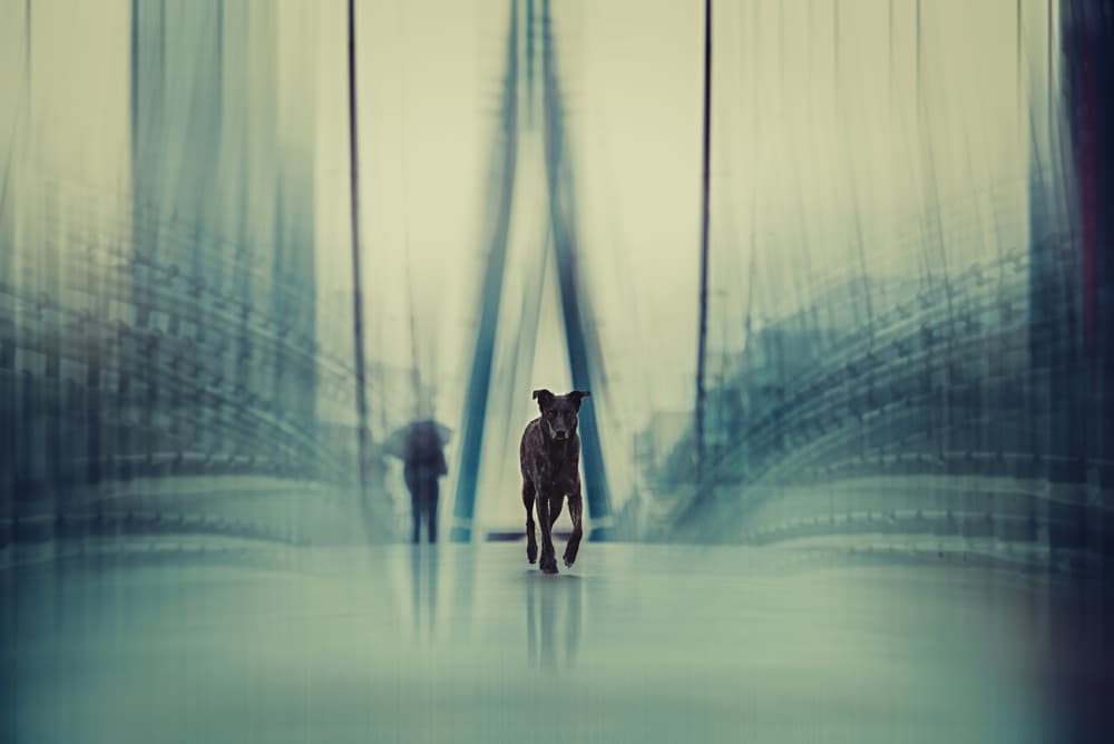 Dog Through Urban Blur by Heike Willers — canvas wall art